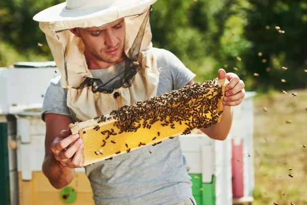 Včelař Pracuje Plástve Plnými Včel Venku Slunečného Dne — Stock fotografie