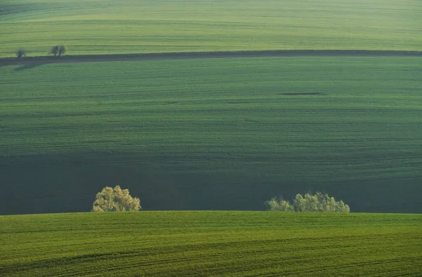 Güzel Çayır Gündüz Vakti Moravya Nın Yeşil Tarım Alanları Hava — Stok fotoğraf