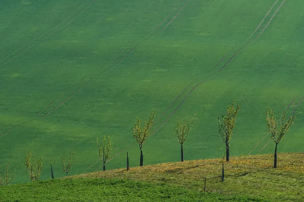 Όμορφη Φύση Γραμμή Νωπών Δένδρων Στα Πράσινα Αγροτικά Χωράφια Την — Φωτογραφία Αρχείου