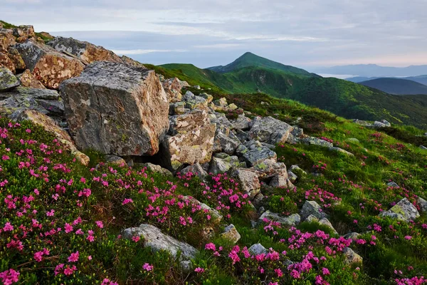 很多石头 宏伟的喀尔巴阡山 美丽的风景 令人震惊的观点 — 图库照片