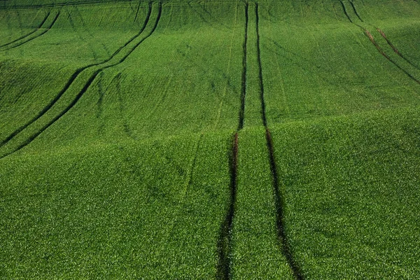 Campos Agrícolas Verdes Moravia Durante Día Buen Tiempo —  Fotos de Stock