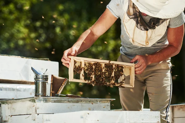 Green Trees Beekeeper Works Honeycomb Full Bees Outdoors Sunny Day — Stock Photo, Image
