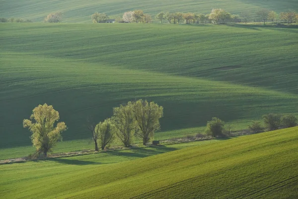 Reihe Frischer Bäume Auf Den Grünen Landwirtschaftlichen Feldern Tagsüber — Stockfoto