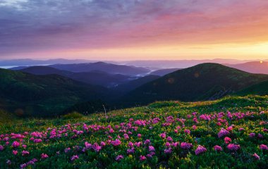Çiçek açmış. Majestic Carpathian dağları. Güzel manzara. Nefes kesici manzara.