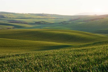 Güzel çayır. Gündüz vakti Moravya 'nın yeşil tarım alanları. Hava güzel..