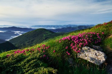 Sakin atmosfer. Majestic Carpathian dağları. Güzel manzara. Nefes kesici manzara.