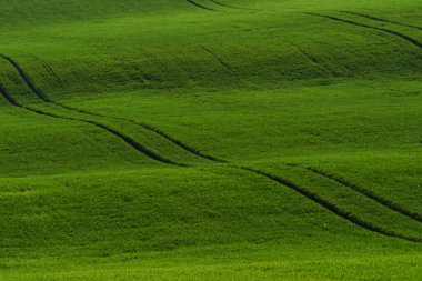 Gündüz vakti Moravya 'nın yeşil tarım alanları. Hava güzel..