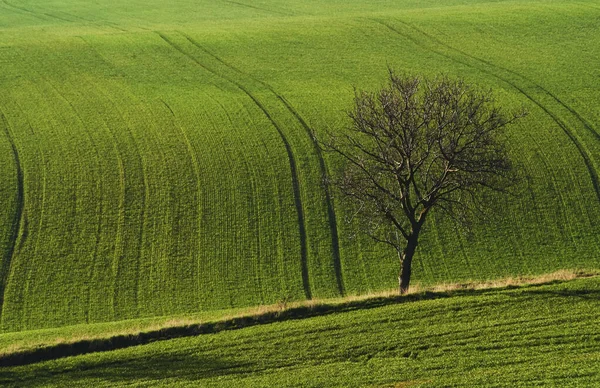 Baum Auf Der Grünen Wiese Mähren Schöne Natur Ländliche Szene — Stockfoto