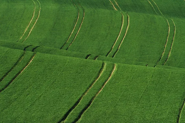 Campos Agrícolas Verdes Moravia Durante Día Buen Tiempo —  Fotos de Stock