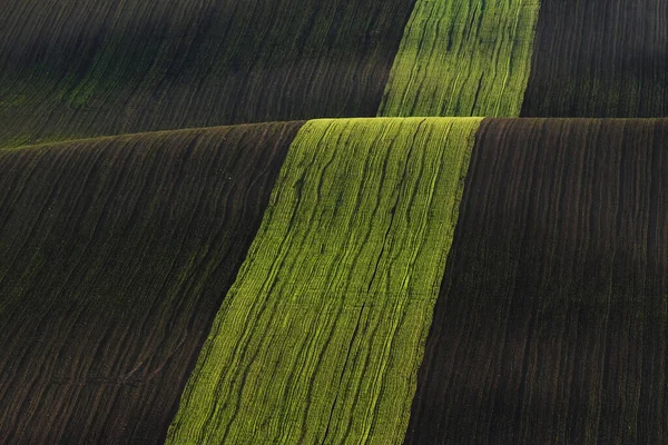 Reihe Frischer Bäume Auf Den Grünen Landwirtschaftlichen Feldern Tagsüber — Stockfoto
