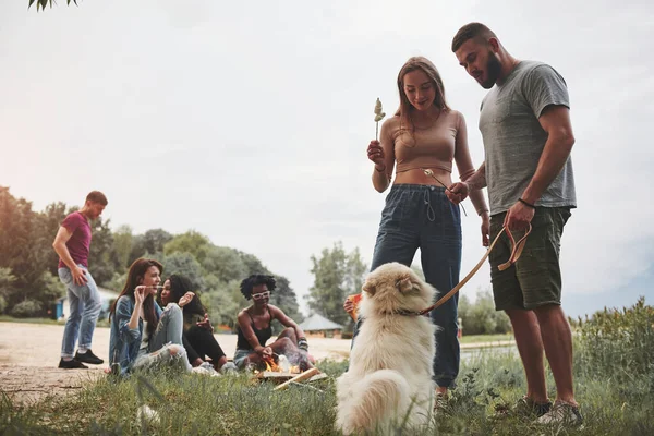 犬も味わってみたい 人々のグループは ビーチでピクニックしている 友達は週末に楽しい時間を過ごす — ストック写真