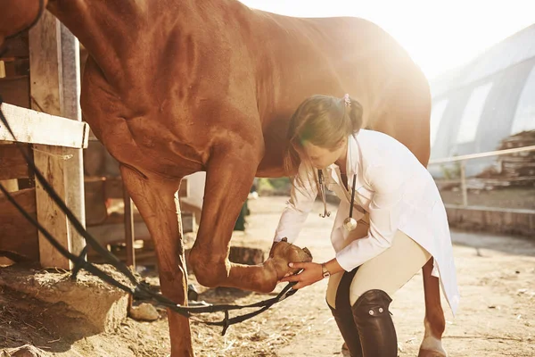 Mit Einem Verband Wird Das Bein Geheilt Tierärztin Untersucht Pferd — Stockfoto