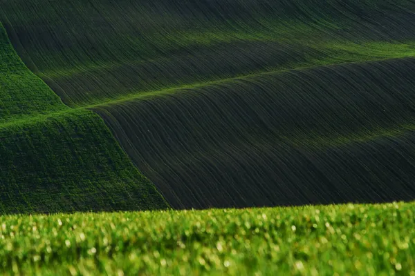 Rural Scene Green Agricultural Fields Moravia Daytime Nice Weather — Stock Photo, Image