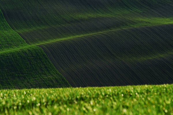Rural scene. Green agricultural fields of Moravia at daytime. Nice weather.