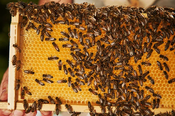 Detailed View Honeycomb Full Bees Conception Apiculture — Stock Photo, Image
