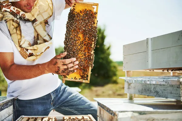 Com Máscara Protectora Apicultor Trabalha Com Favo Mel Cheio Abelhas — Fotografia de Stock