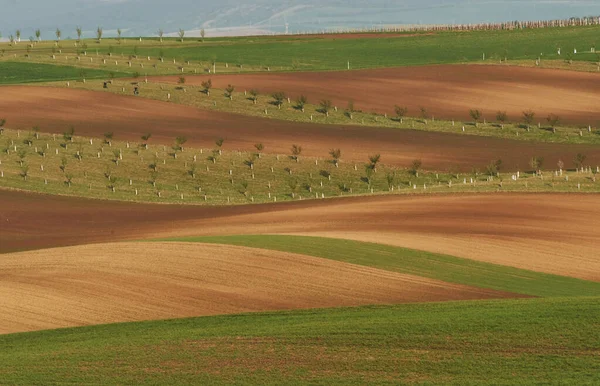 Bela Natureza Linha Árvores Frescas Nos Campos Agrícolas Verdes Durante — Fotografia de Stock