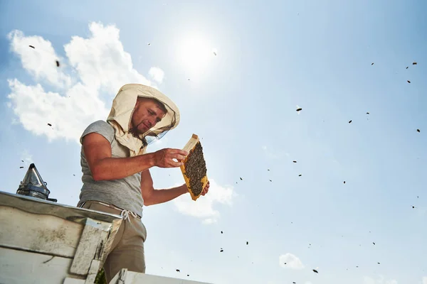 Teplé Počasí Skoro Čistá Obloha Včelař Pracuje Plástve Plnými Včel — Stock fotografie