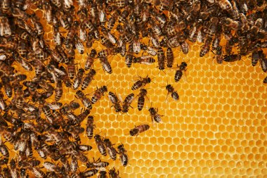Arılarla dolu bal peteğinin detaylı görüntüsü. Görüntü kavramı..