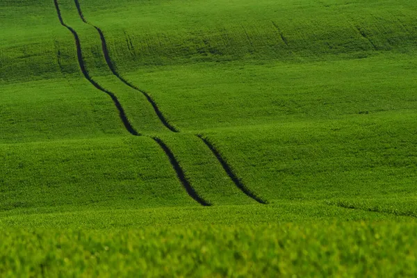 Campos Agrícolas Verdes Moravia Durante Día Buen Tiempo — Foto de Stock