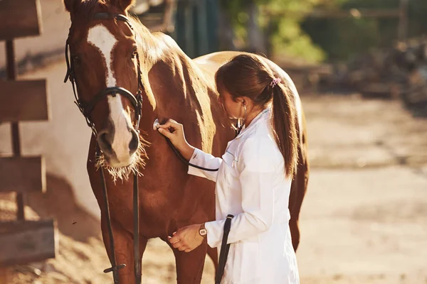 Using Stethoscope Female Vet Examining Horse Outdoors Farm Daytime — Stock Photo, Image