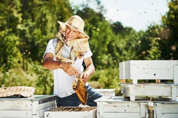 Many Hives Beekeeper Works Honeycomb Full Bees Outdoors Sunny Day — Stock Photo, Image