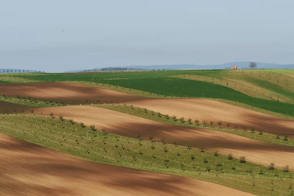 Bela Natureza Linha Árvores Frescas Nos Campos Agrícolas Verdes Durante — Fotografia de Stock