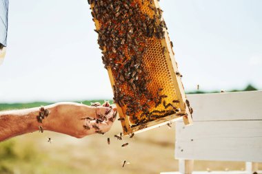 Çıplak elle. Arıcı güneşli bir günde bal peteği dolusu arıyla çalışır..