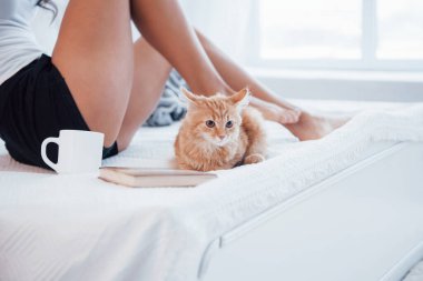 Kızın bacaklarının yanında oturan sevimli kedi. Çekici sarışın beyaz yatakta tatlı kedisiyle dinleniyor..