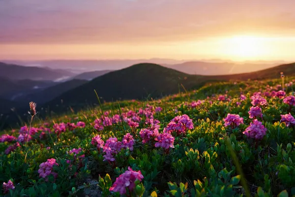 Sommerliche Naturkulisse Majestätische Karpaten Schöne Landschaft Atemberaubende Aussicht — Stockfoto