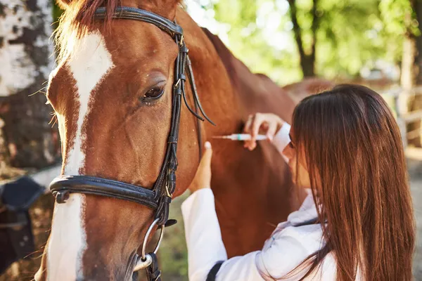 Haz Una Inyección Veterinaria Examinando Caballos Aire Libre Granja Durante —  Fotos de Stock