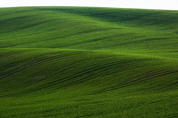 莫拉维亚的绿色农田在白天 天气很好 — 图库照片