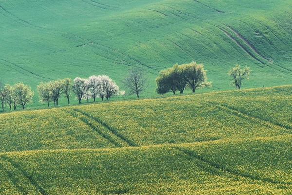 Hermoso Prado Campos Agrícolas Verdes Moravia Durante Día Buen Tiempo —  Fotos de Stock