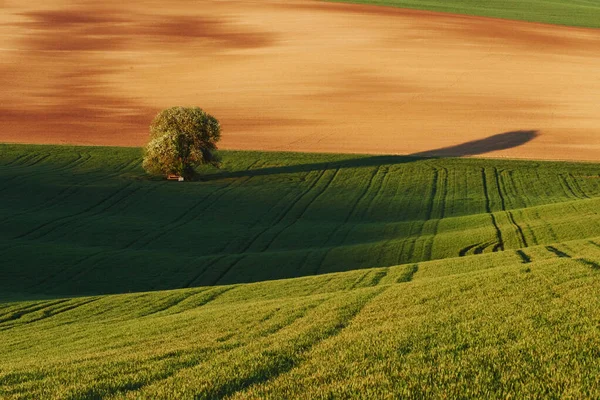 Árbol Campo Verde Moravia Hermosa Naturaleza Escena Rural —  Fotos de Stock