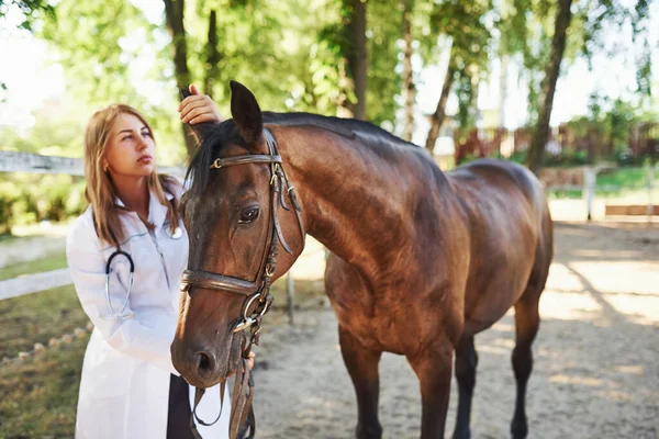 Verificar Orelhas Veterinário Fêmea Examinando Cavalo Livre Fazenda Durante Dia — Fotografia de Stock