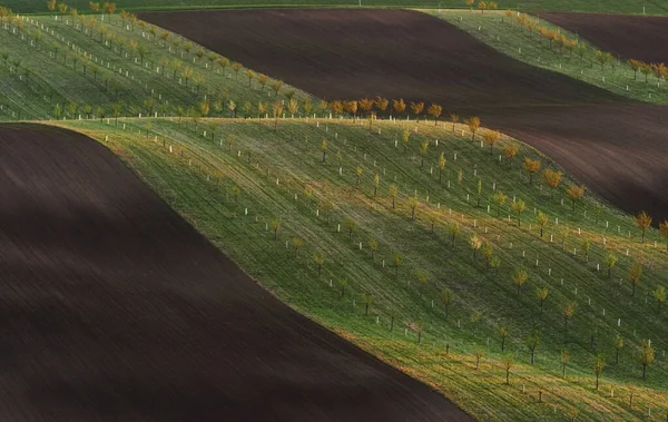 Reihe Frischer Bäume Auf Den Grünen Landwirtschaftlichen Feldern Tagsüber — Stockfoto