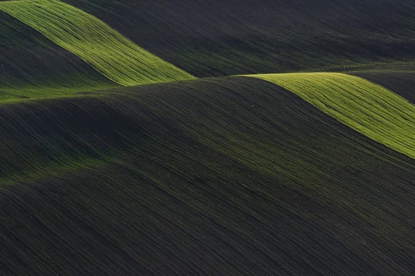 Rural Scene Green Agricultural Fields Moravia Daytime Nice Weather — Stock Photo, Image