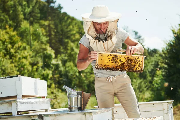 多くのじんましん 養蜂家は晴れた日に屋外で蜂の完全なハニカムで動作します — ストック写真
