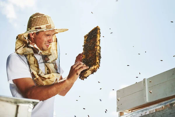 Musíme Být Opatrní Včelař Pracuje Plástve Plnými Včel Venku Slunečného — Stock fotografie