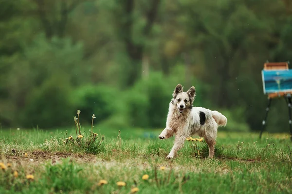 Симпатичная Собака Наслаждается Прогулкой Днем Возле Леса Краска Станке Заднем — стоковое фото
