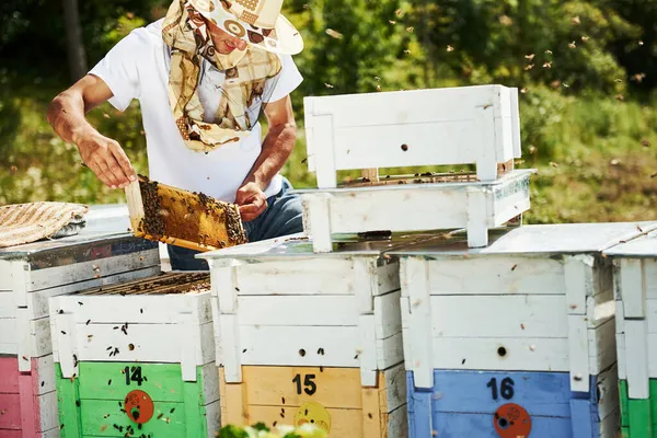 Many Hives Beekeeper Works Honeycomb Full Bees Outdoors Sunny Day — Stock Photo, Image