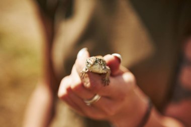 Dışarıda güneşli bir günde kertenkele avucunun içinde. Vahşi yaşam kavramı. Küçük sürüngen..