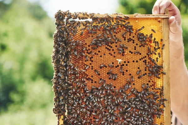 Man Hand Holds Honeycomb Full Bees Outdoors Sunny Day — Stock Photo, Image