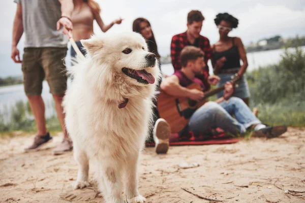 陽気かわいい犬 人々のグループは ビーチでピクニックしている 友達は週末に楽しい時間を過ごす — ストック写真