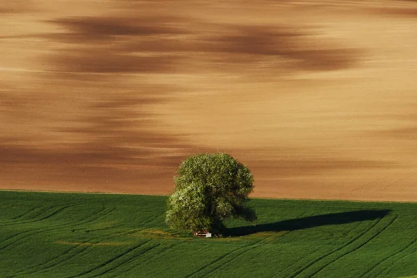 Χρυσοκίτρινο Λιβάδι Δέντρο Στο Πράσινο Πεδίο Στη Μοραβία Όμορφη Φύση — Φωτογραφία Αρχείου
