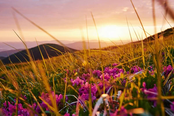 Gras Majestätische Karpaten Schöne Landschaft Atemberaubende Aussicht — Stockfoto