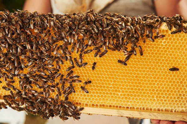 Přirozené Osvětlení Detailní Pohled Plástve Plné Včel Koncepce Včelařství — Stock fotografie