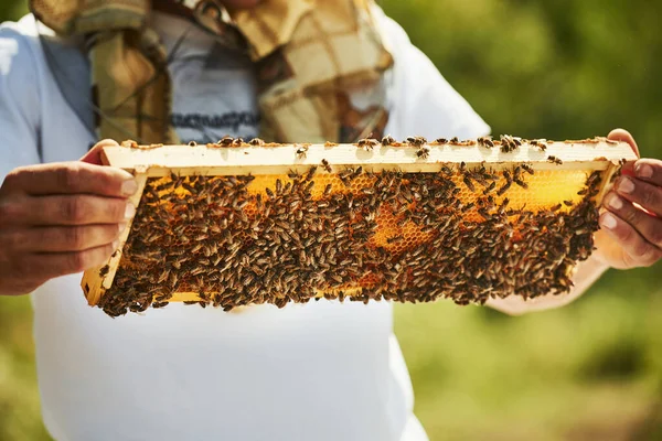 Close View Beekeeper Works Honeycomb Full Bees Outdoors Sunny Day — Stock Photo, Image