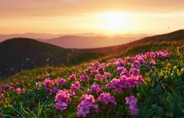 Natur Und Berghintergrund Majestätische Karpaten Schöne Landschaft Atemberaubende Aussicht — Stockfoto