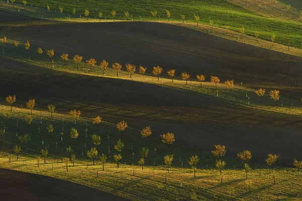Prachtige Natuur Lijn Van Verse Bomen Groene Akkers Overdag — Stockfoto